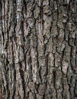 textura de casca de árvore de um velho carvalho foto