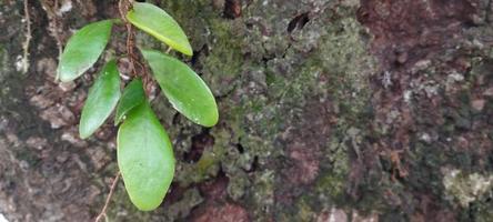 pyrrosia eleagnifolia, comumente conhecido como samambaia de casca de folha, ou ota em maori, é uma samambaia trepadeira endêmica da Nova Zelândia. foto