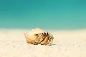 caranguejo eremita na praia foto