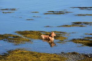 toller de pato em pé na água rasa do oceano com algas marinhas foto