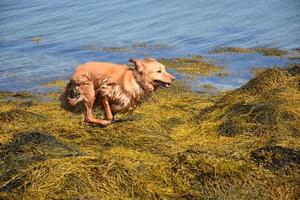 executando o retriever de pedágio do pato da nova Escócia em algas marinhas foto