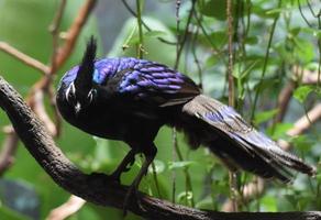 lindo faisão pavão azul e preto em pé em um galho de árvore foto