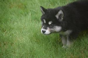 lindo filhote de cachorro husky em uma postura brincalhona foto