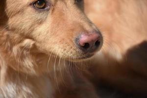 close-up olhar para os bigodes de um retriever de pedágio de pato foto