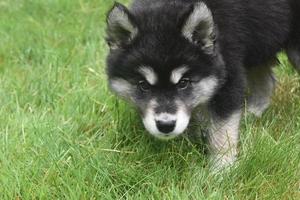 filhote de husky siberiano de raça pura olhando para cima da grama foto