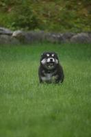 cachorrinho husky alusky feliz em um campo foto