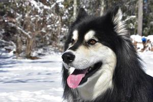 cão husky siberiano de cara muito doce no inverno foto