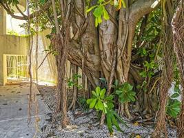 enorme linda ficus maxima figueira playa del carmen méxico. foto