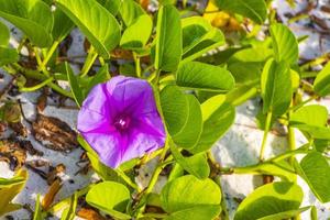 rosa roxos ipoméia cabras pé rastejante praia flor mexico. foto