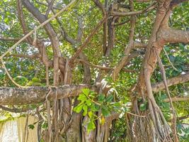 enorme linda ficus maxima figueira playa del carmen méxico. foto