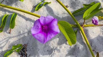 rosa roxos ipoméia cabras pé rastejante praia flor mexico. foto