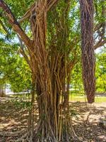 enorme linda ficus maxima figueira playa del carmen méxico. foto