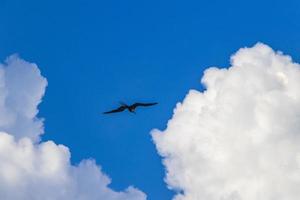 pássaros fregat rebanho voam fundo de nuvens de céu azul no méxico. foto