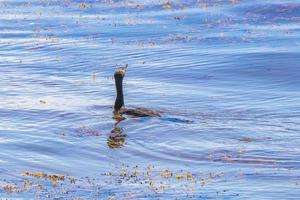 cormorão de cauda longa neotropis nadando na água na praia méxico. foto