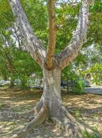 enorme bela sumaúma árvore ceiba com picos no méxico. foto