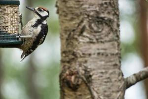 grande pica-pau manchado forrageando na floresta em uma árvore com fundo desfocado foto