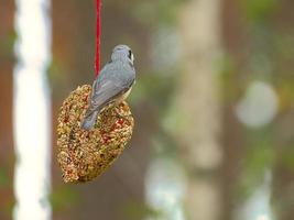 nuthatch, observado em um coração alimentador se alimentando na floresta. pequeno pássaro branco cinza foto