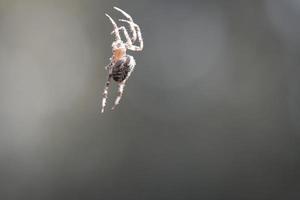 aranha cruzada rastejando em um fio de aranha. um caçador útil entre insetos. foto