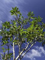 close-up da planta com folhas foto