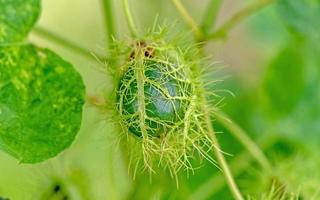 o fruto do maracujá fétido, maracujá escarlate no fundo da natureza foto