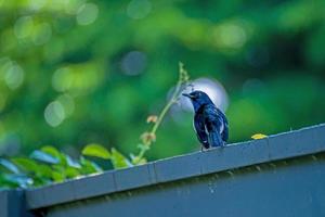 oriental pega robin ficar em cima do muro foto