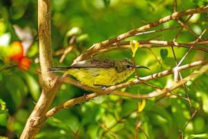 sunbird de costas verde-oliva, sunbird de barriga amarela no jardim foto