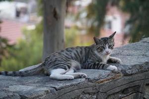 o gato de rua sem-teto fofo foto