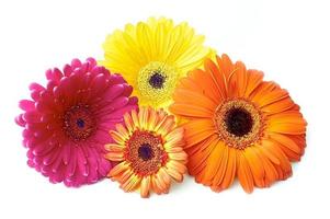 lindas flores de gerbera foto