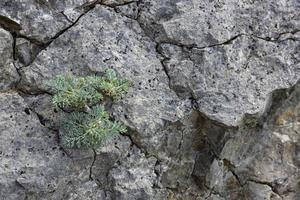 seseli brânquia, flor de cenoura selvagem, flor de milefólio, millefolium achillea, planta solitária em fundo de pedra mármore calcário cinza. foto