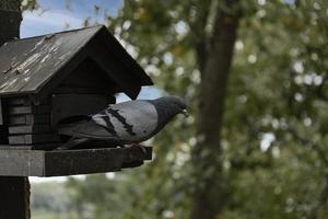 um pássaro pombo senta-se em uma pequena casa de madeira no parque em um dia de outono. foto