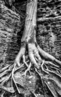 tronco de uma árvore de folha caduca com raízes maciças foto