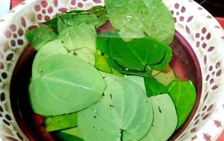 Paan indiano fresco ou licença de betel na cesta. foto