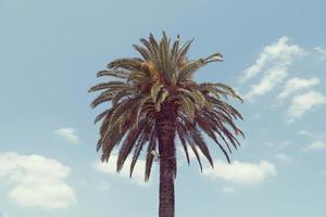 palmeira no céu foto