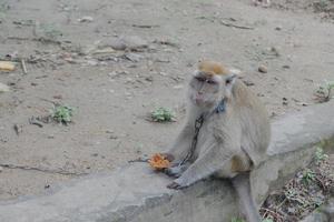 foco seletivo em um macaco de cauda longa amarrado com uma corrente de ferro no pescoço, um animal selvagem que é mantido como animal de estimação de um residente foto