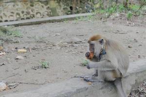 Detalhe Do Macaco-sagui Na árvore. Foco Seletivo Imagem de Stock - Imagem  de primata, animal: 202424853