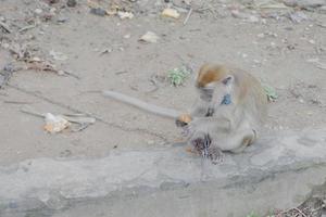 foco seletivo em um macaco de cauda longa amarrado com uma corrente de ferro no pescoço, um animal selvagem que é mantido como animal de estimação de um residente foto