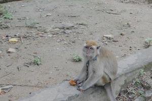 foco seletivo em um macaco de cauda longa amarrado com uma corrente de ferro no pescoço, um animal selvagem que é mantido como animal de estimação de um residente foto