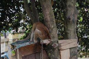 foco seletivo em um macaco de cauda longa amarrado com uma corrente de ferro no pescoço, um animal selvagem que é mantido como animal de estimação de um residente foto