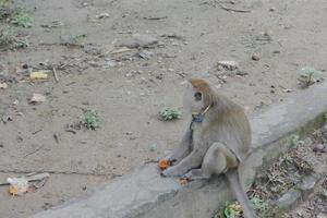 foco seletivo em um macaco de cauda longa amarrado com uma corrente de ferro no pescoço, um animal selvagem que é mantido como animal de estimação de um residente foto