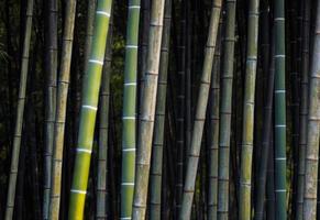 fundo de bambu