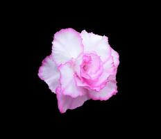 lírio impala ou bignonia rosa ou azaleia simulada ou rosa do deserto ou flor de adenium obesum. closeup única flor de azálea cabeça rosa isolada no fundo preto. foto