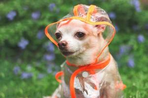 cachorro chihuahua de cabelo curto marrom vestindo capuz de capa de chuva sentado no jardim com fundo de flores verdes e roxas, olhando de soslaio com espaço de cópia. foto