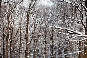 ramos de carvalho sob a neve foto