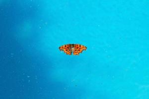 insetos mortos e sujeira na superfície da água foto