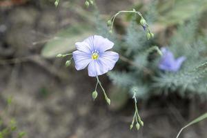 fundo natural com uma flor azul em uma superfície desfocada foto