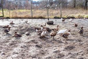 bando de patos no pátio de aves no jardim da aldeia foto