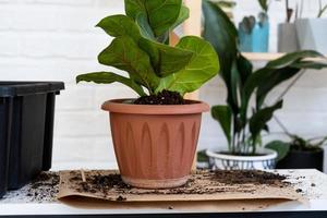 transplantando uma planta caseira ficus lyrata em um novo vaso. uma mulher planta em um novo solo. cuidado e reprodução de uma planta em vaso, close-up de mãos foto