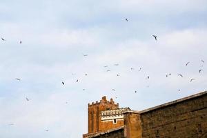 pássaros sob o antigo palazzo del grillo, roma foto