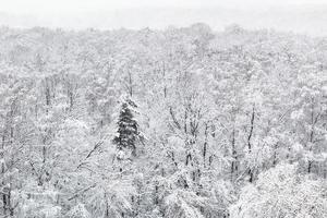 acima vista de árvores cobertas de neve na floresta foto