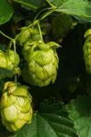 conceito de agricultura e agricultura. cones de lúpulo orgânicos maduros frescos verdes para fazer cerveja e pão, close-up. lúpulo fresco para a produção de cerveja. planta de lúpulo crescendo no jardim ou fazenda. foto